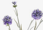 Branche d&rsquo;&eacute;chinops Noa violets