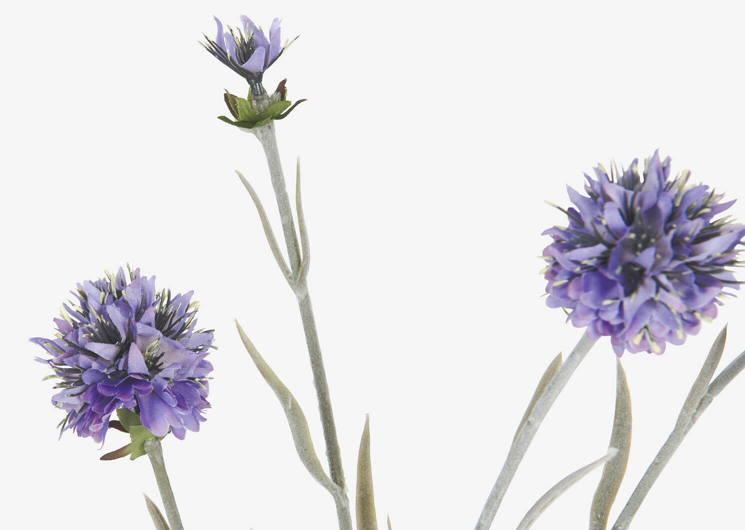 Branche d&rsquo;&eacute;chinops Noa violets