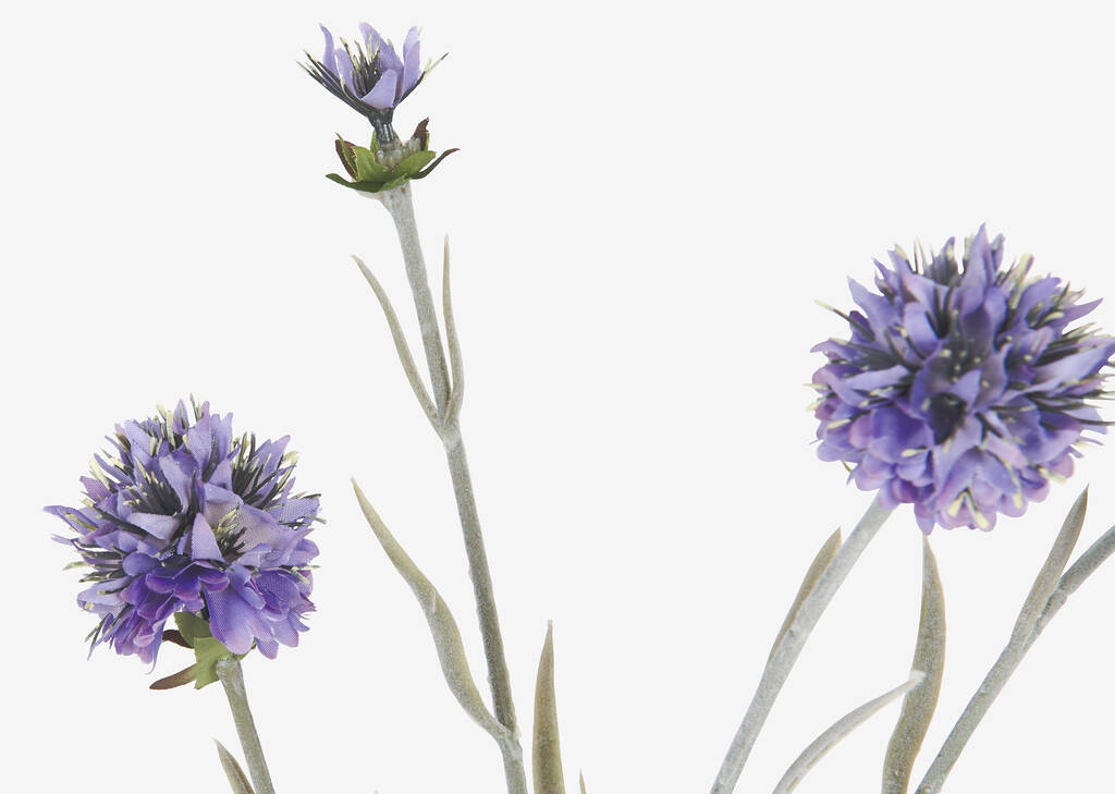 Branche d&rsquo;&eacute;chinops Noa violets