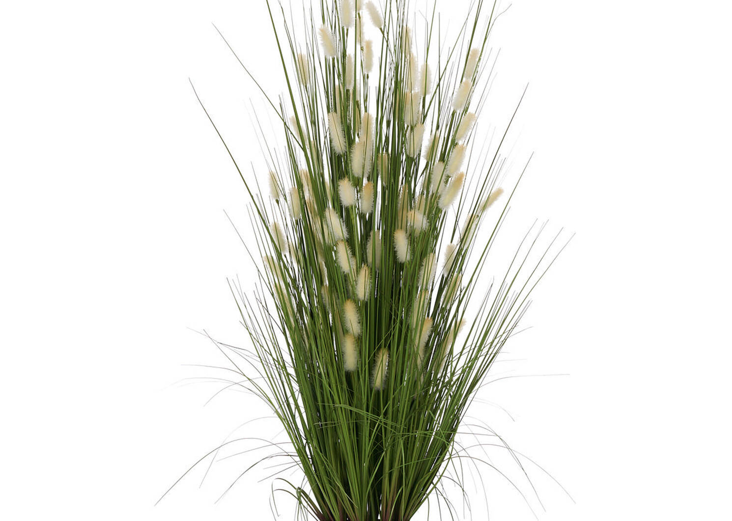 Hameln Fountain Grass Potted