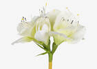 Emile Amaryllis Stem White