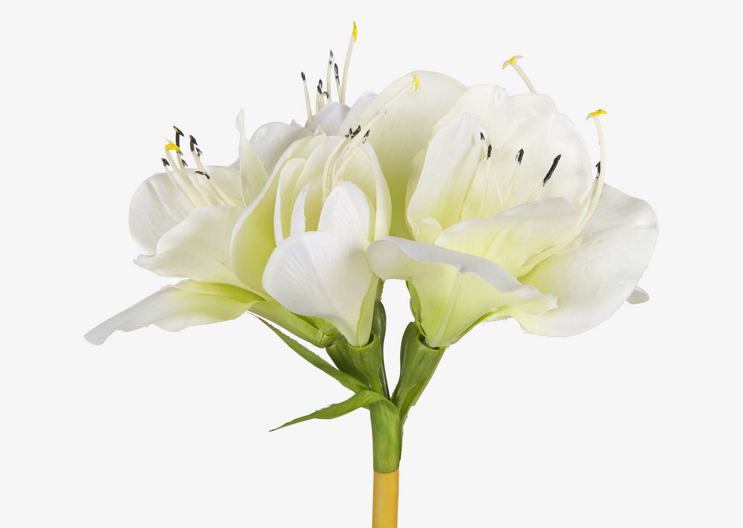 Emile Amaryllis Stem White