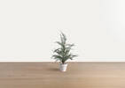 Wonderland Tree Small