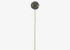 Etna Allium Stem Purple