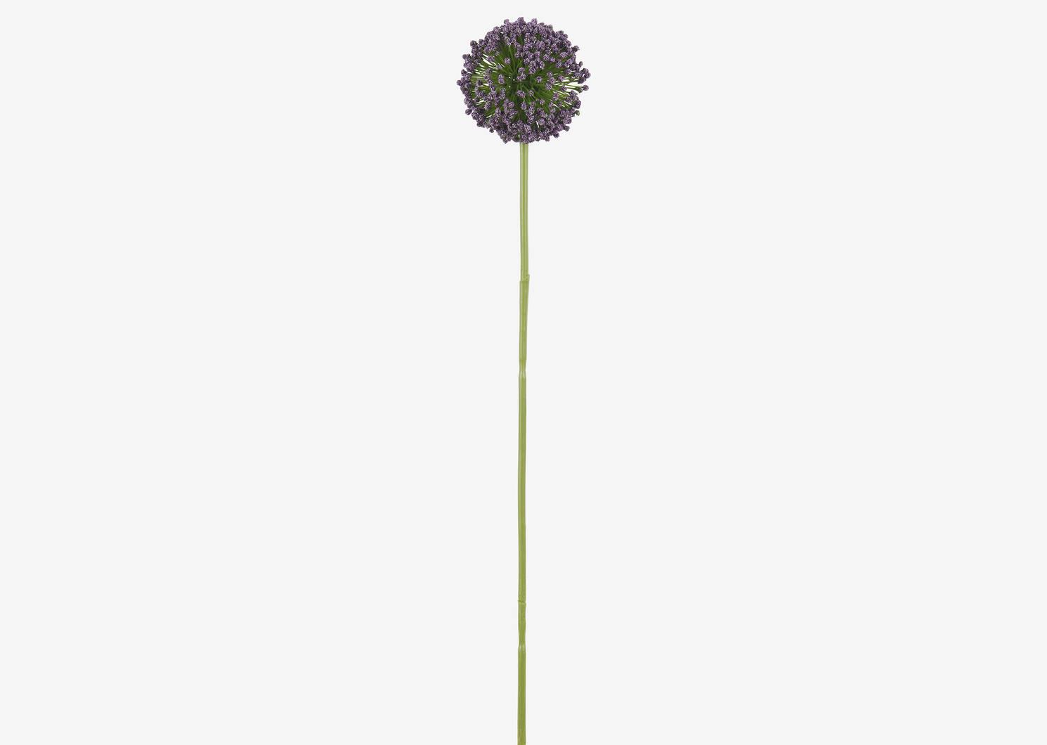 Etna Allium Stem Purple