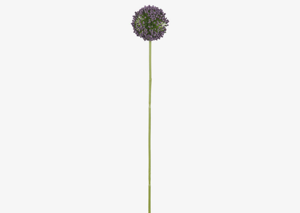 Etna Allium Stem Purple