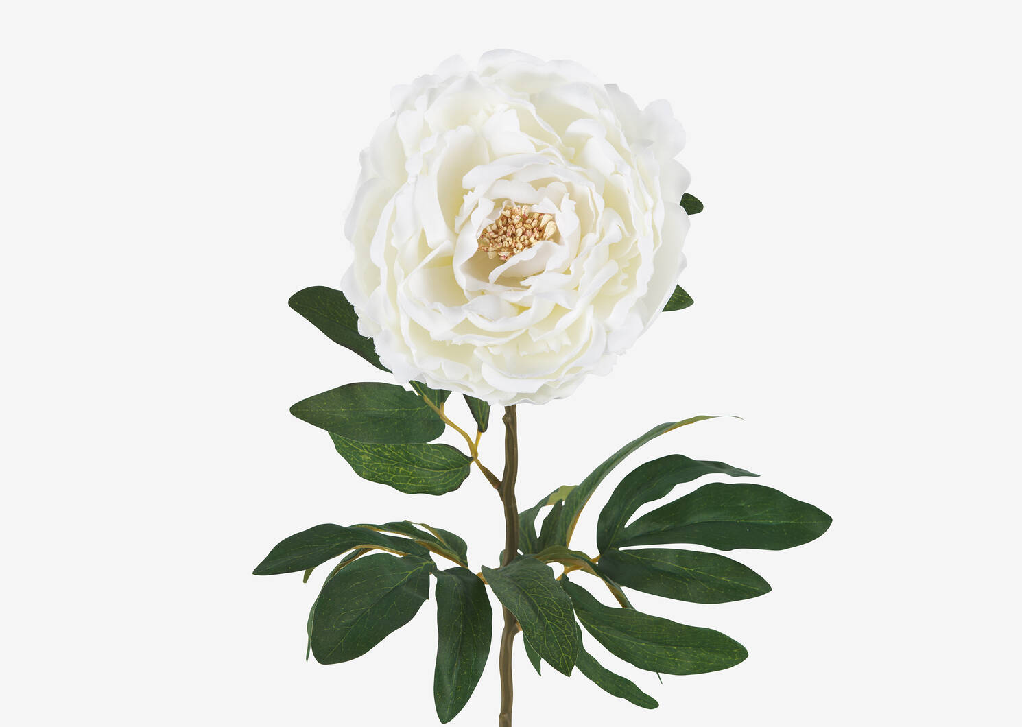 Tige de pivoine Kirra