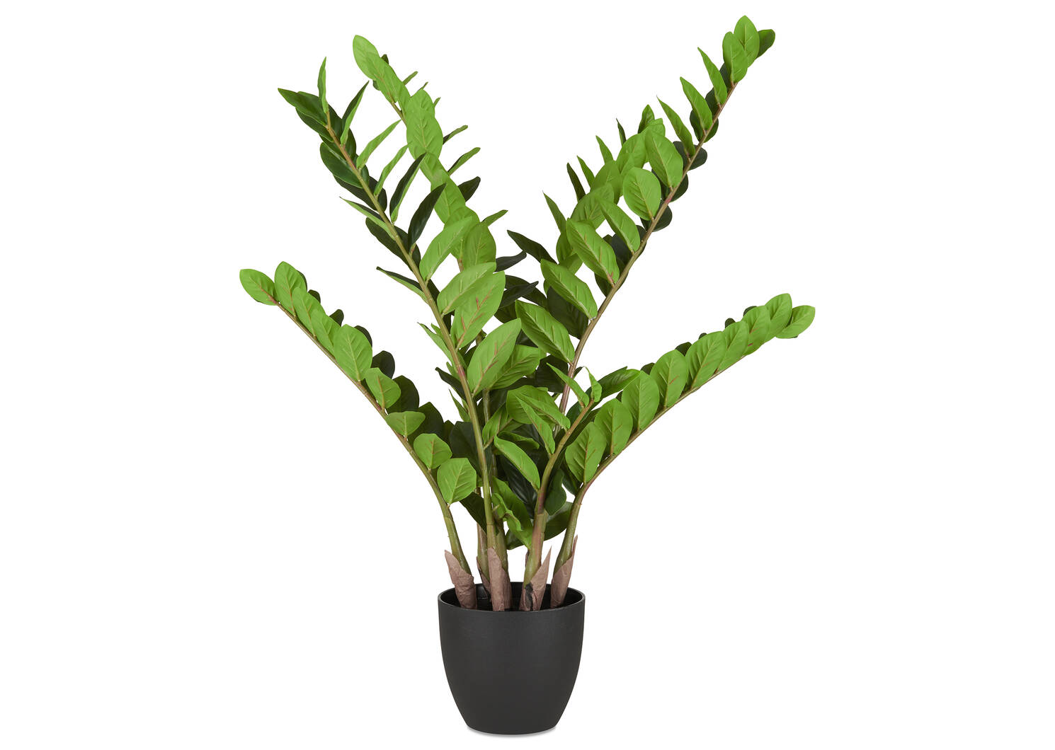 Plante ZZ en pot Hola