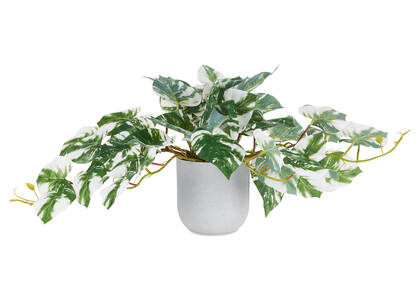Pothos en pot Marble