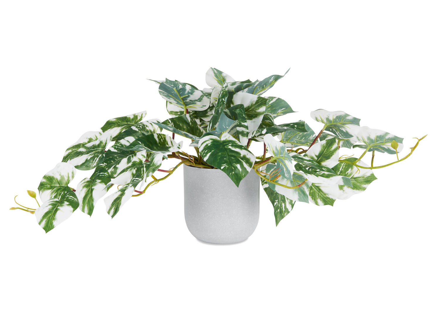Pothos en pot Marble