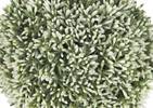 Leda Sedum Ball