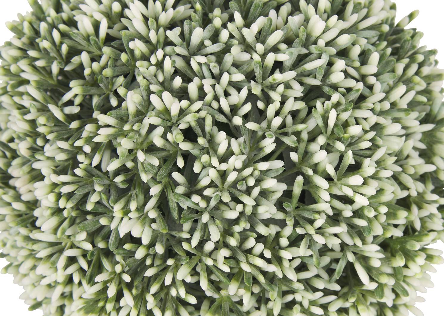 Leda Sedum Ball