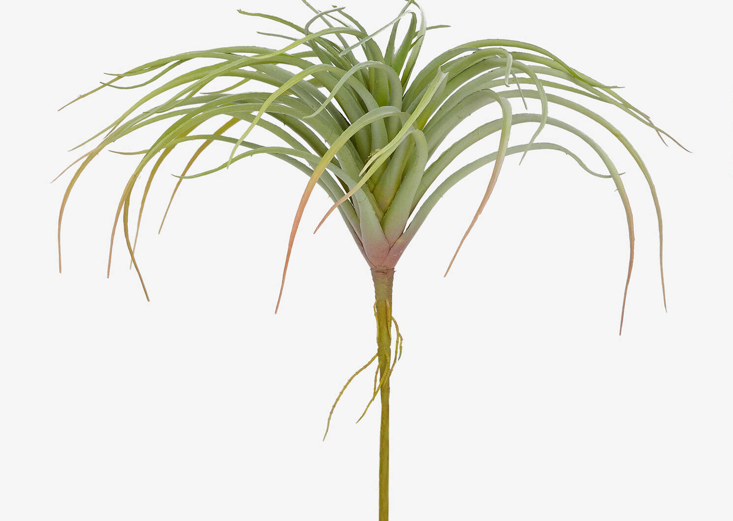 Keimi Air Plant Stem