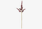 Rumex Stem Red