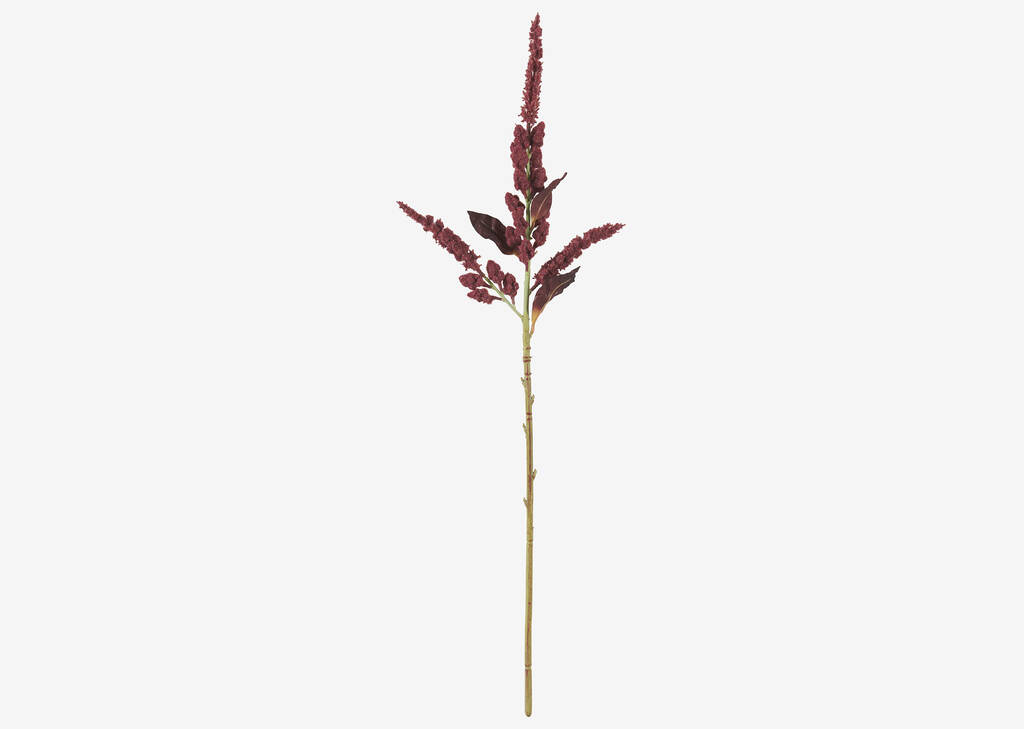 Rumex Stem Red