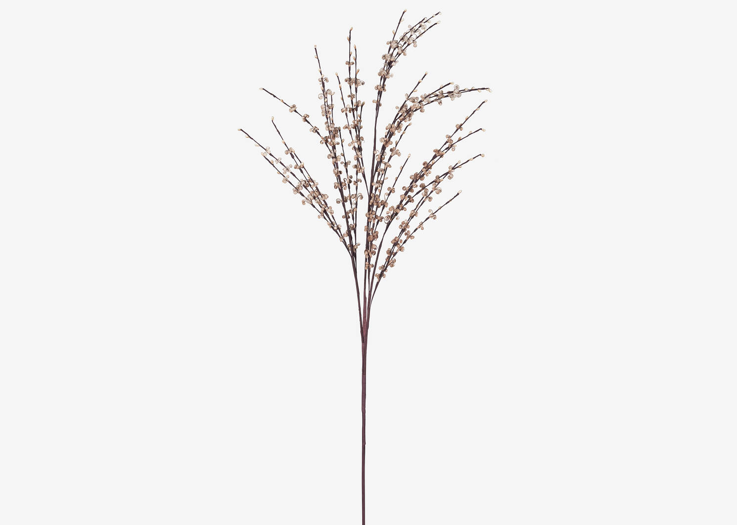 Naida Curly Willow Stem Latte