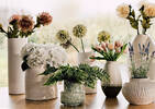 Marji Hydrangea Potted White