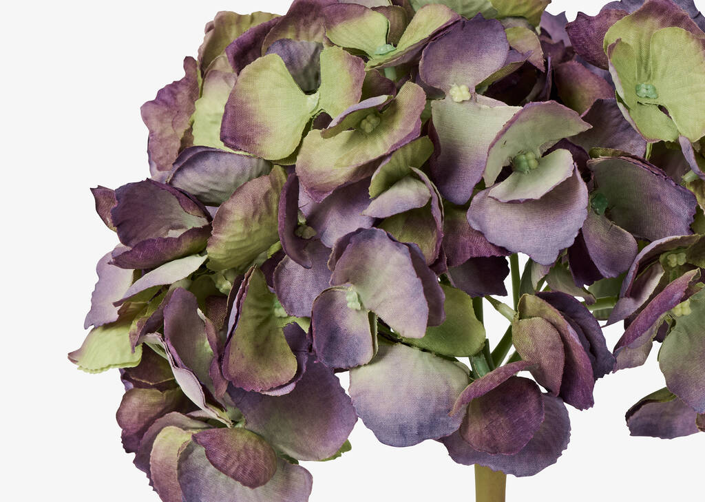Gretel Hydrangea Stem Purple