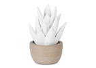 Ally Agave Glow Lamp