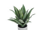 Agave en pot Kani