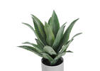 Kani Agave Plant Potted