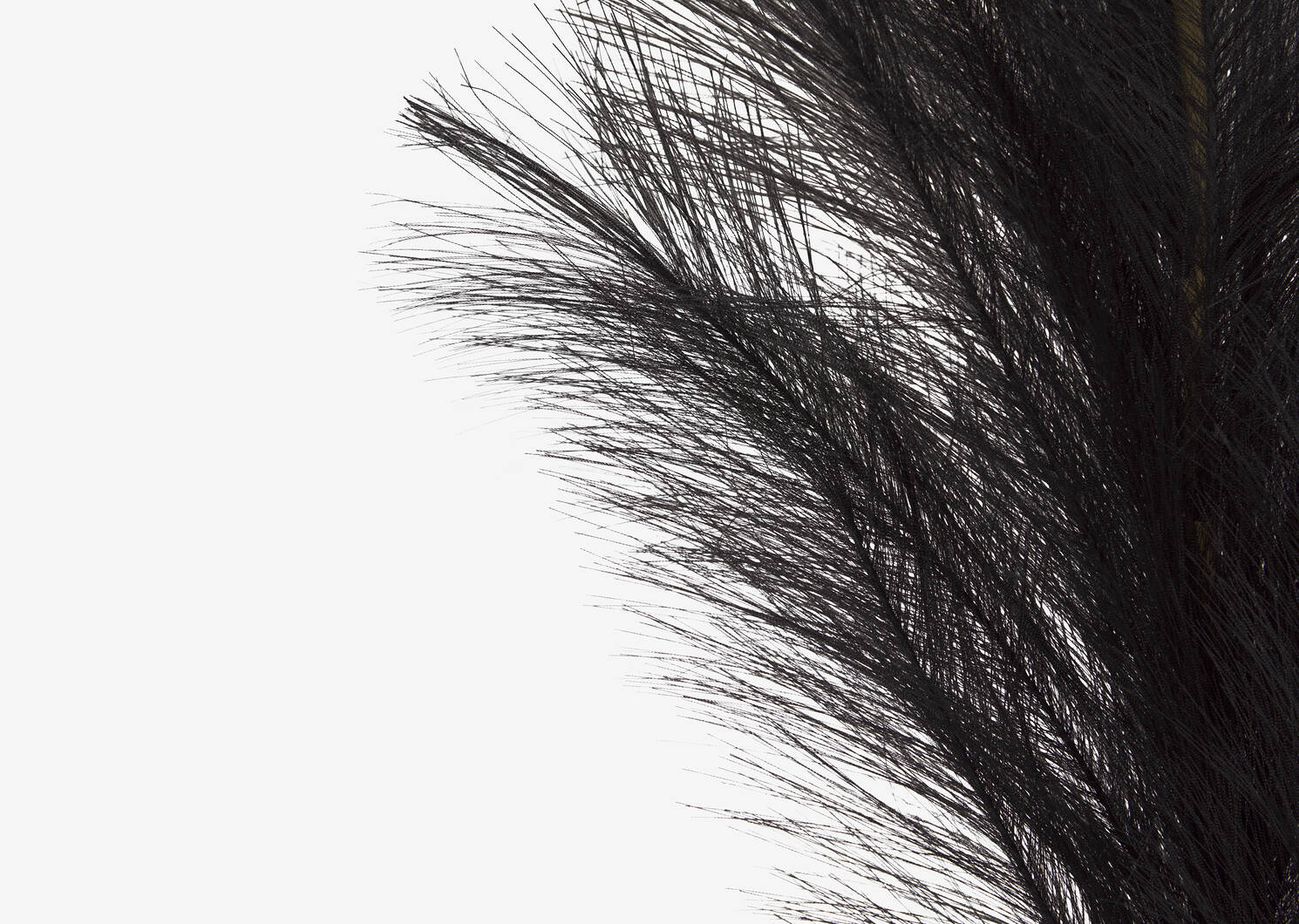 Willemina Pampas Stem Black