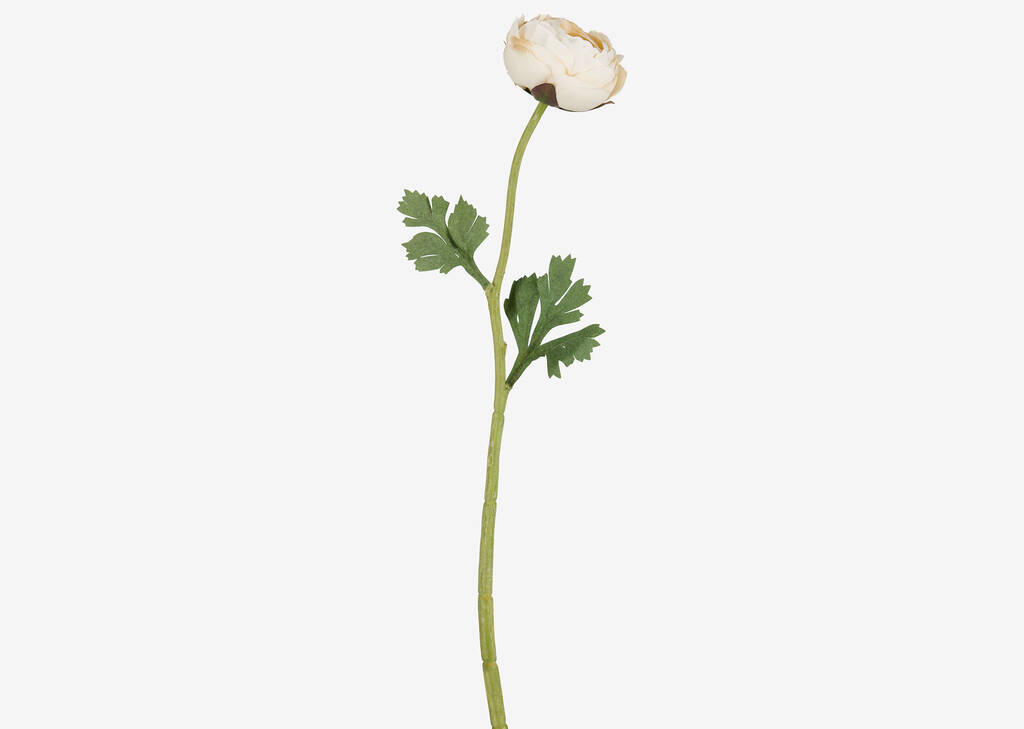 Helene Ranunculus Single Stem Ivory