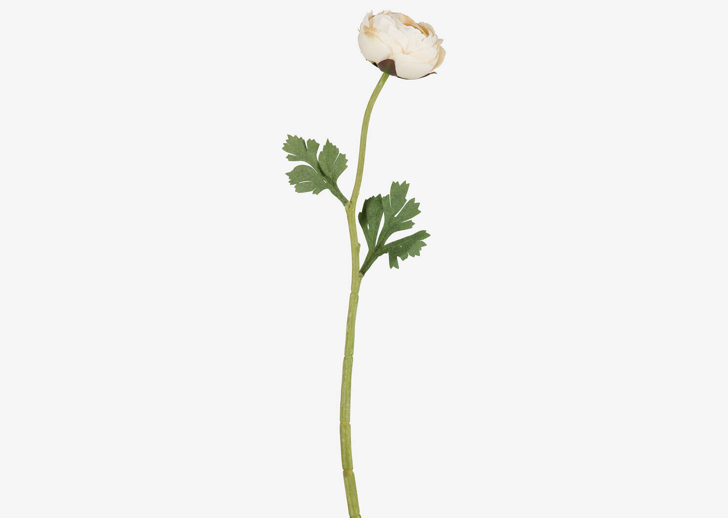 Helene Ranunculus Single Stem Ivory