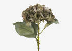 Adell Hydrangea Antique Green