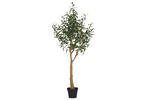 Tristin Olive Tree Potted Large