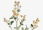 Branche de roses Matilda ivoire