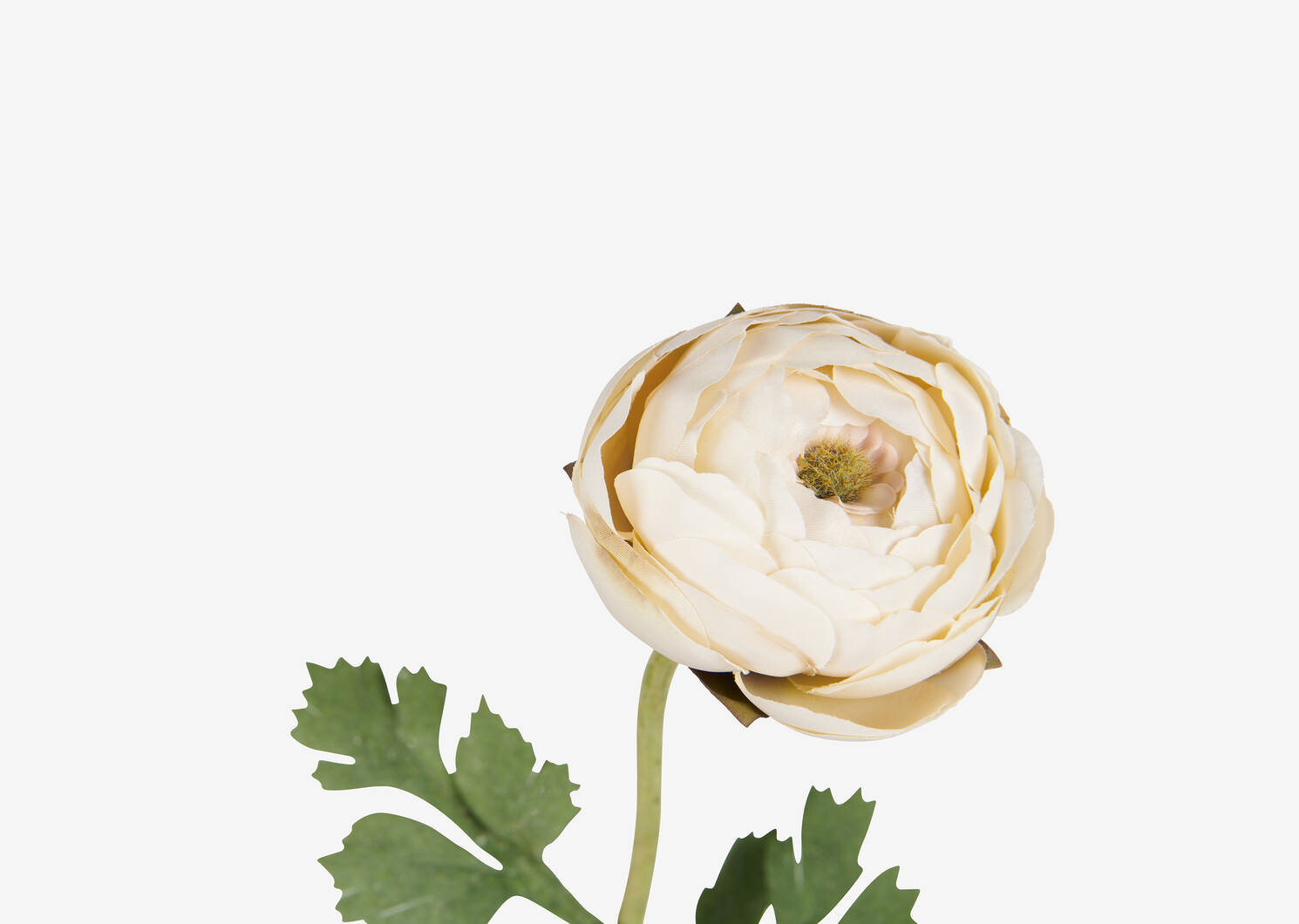 Helene Ranunculus Single Stem Ivory