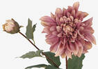 Meg Dahlia Branch Pink