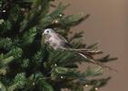 Orn. oiseau Darci