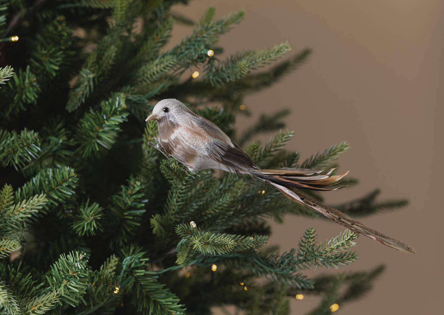 Orn. oiseau Darci