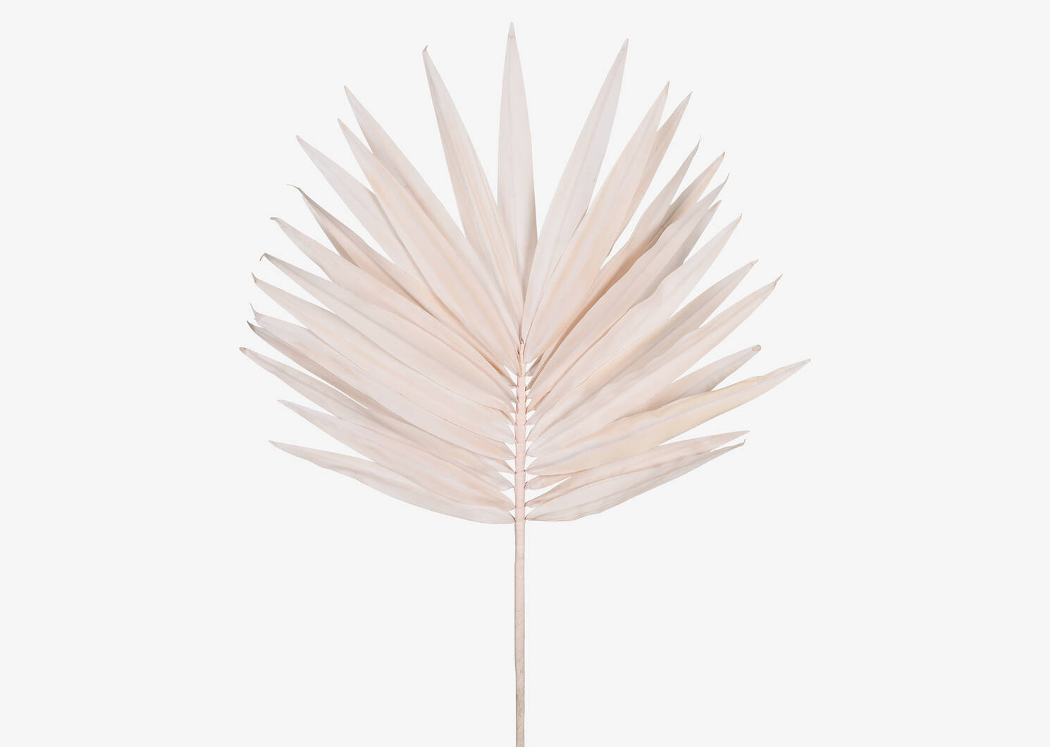 Zyla Palm Stem Wide Pink Salt