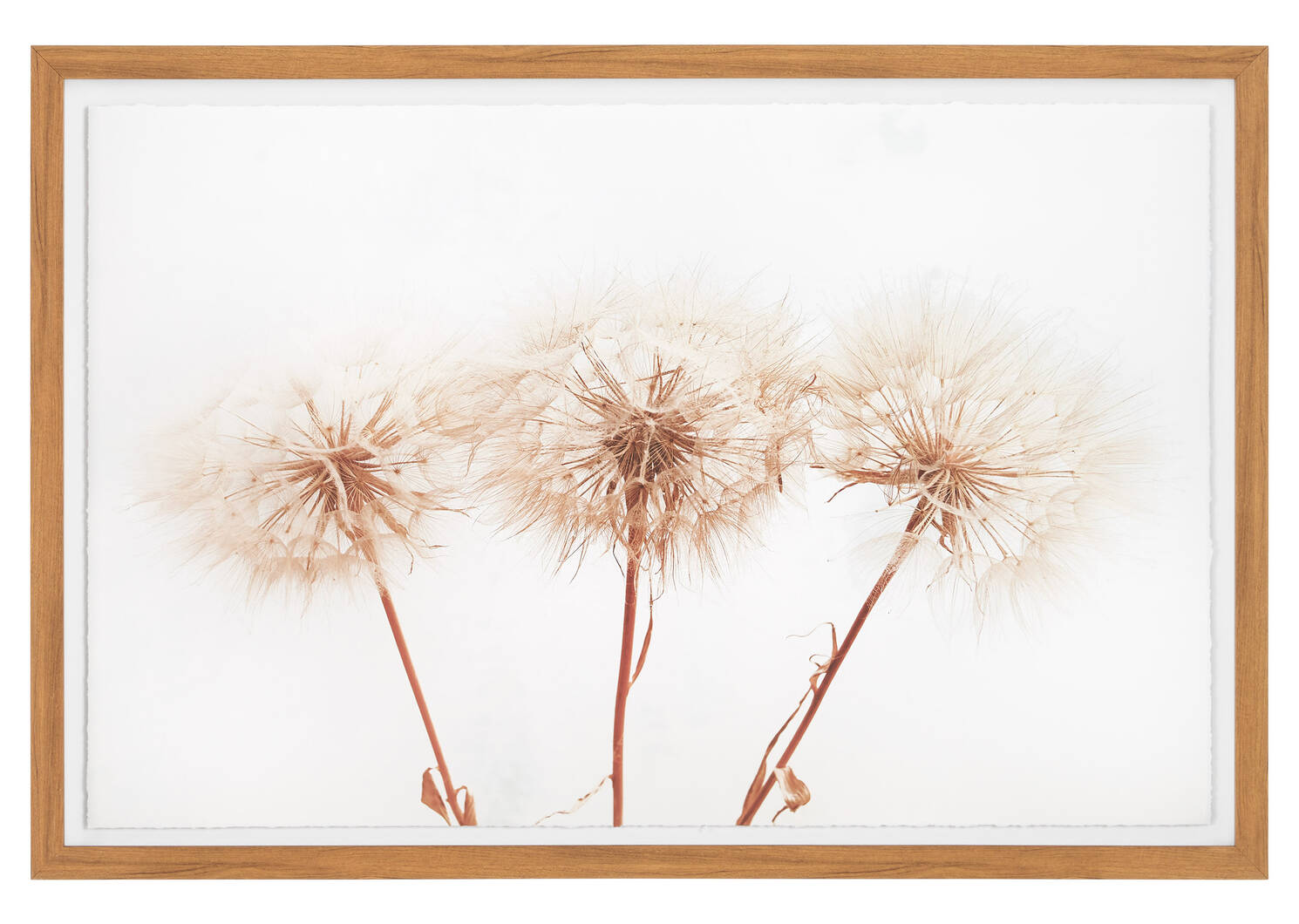 Dandelions Framed Print Urban Barn