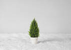 Joss Topiary Potted Small