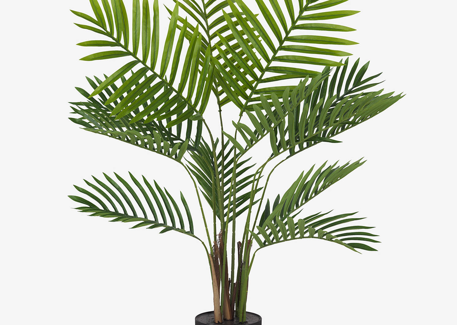 Kani Kentia Palm Tree Potted