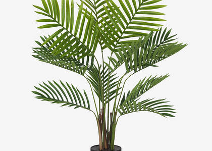 Kani Kentia Palm Tree Potted