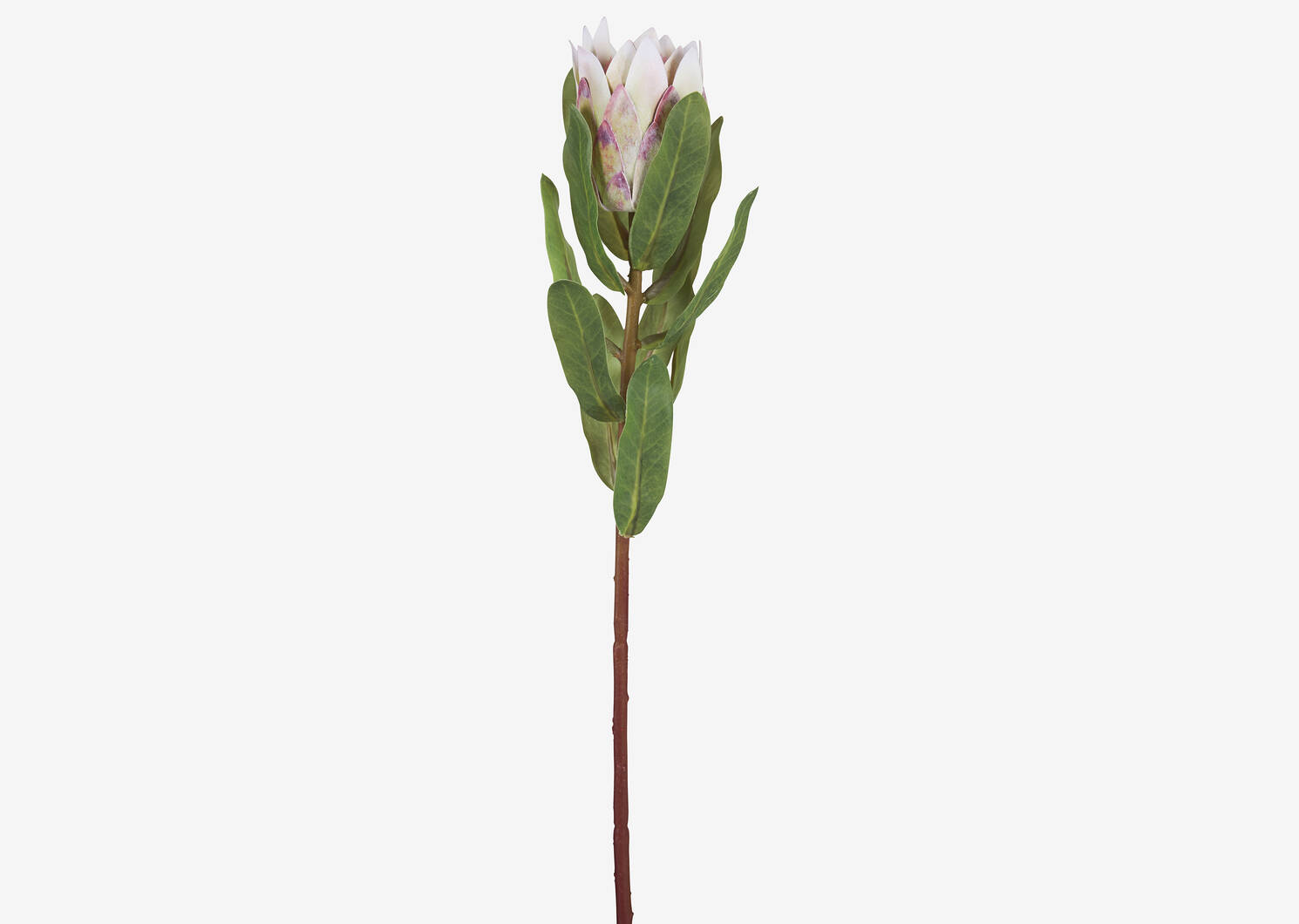 Avelina Protea Stem Shell