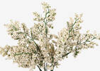 Esther Seeded Flower Stem