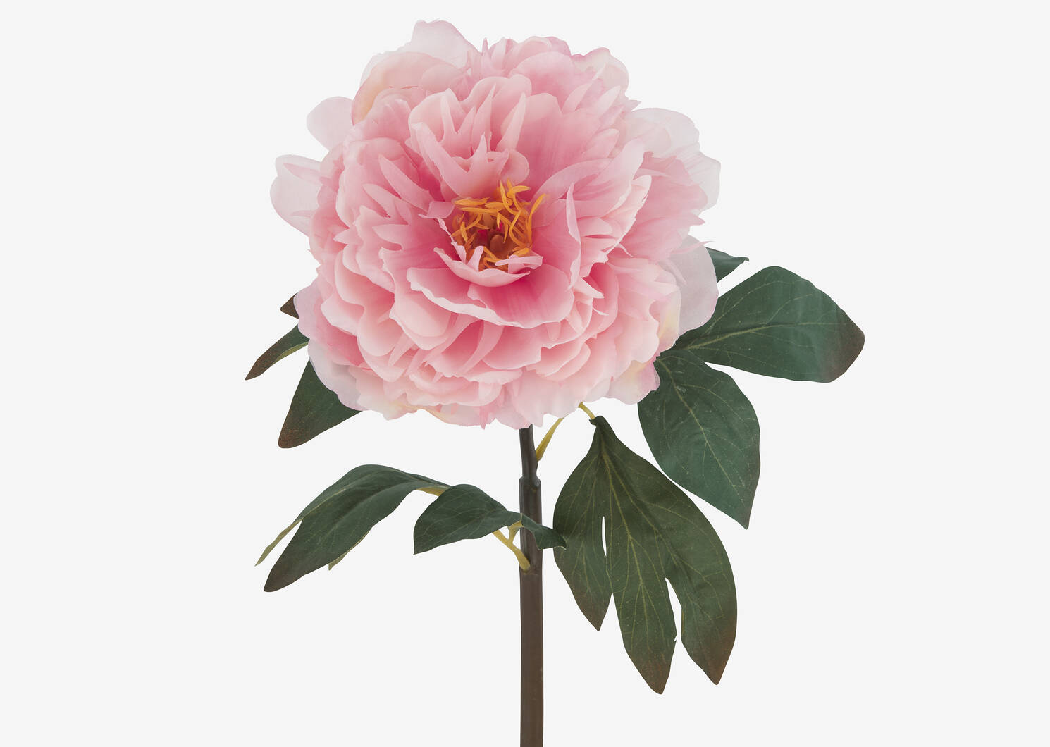 Jayde Peony Stem Pink