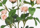 Tige de roses Rosella corail