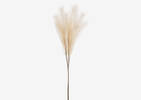 Marianna Pampas Bunch