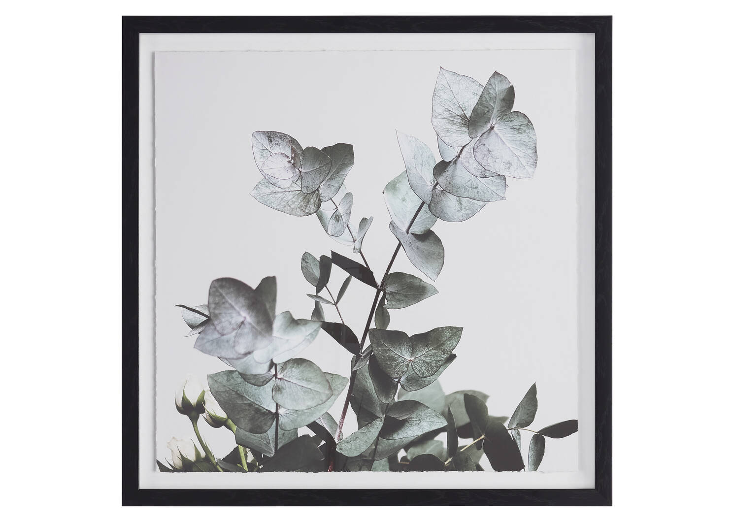Eucalyptus 1 Wall Art
