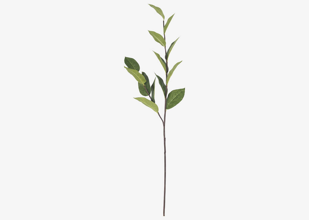 Branche de feuilles de pommier Ada