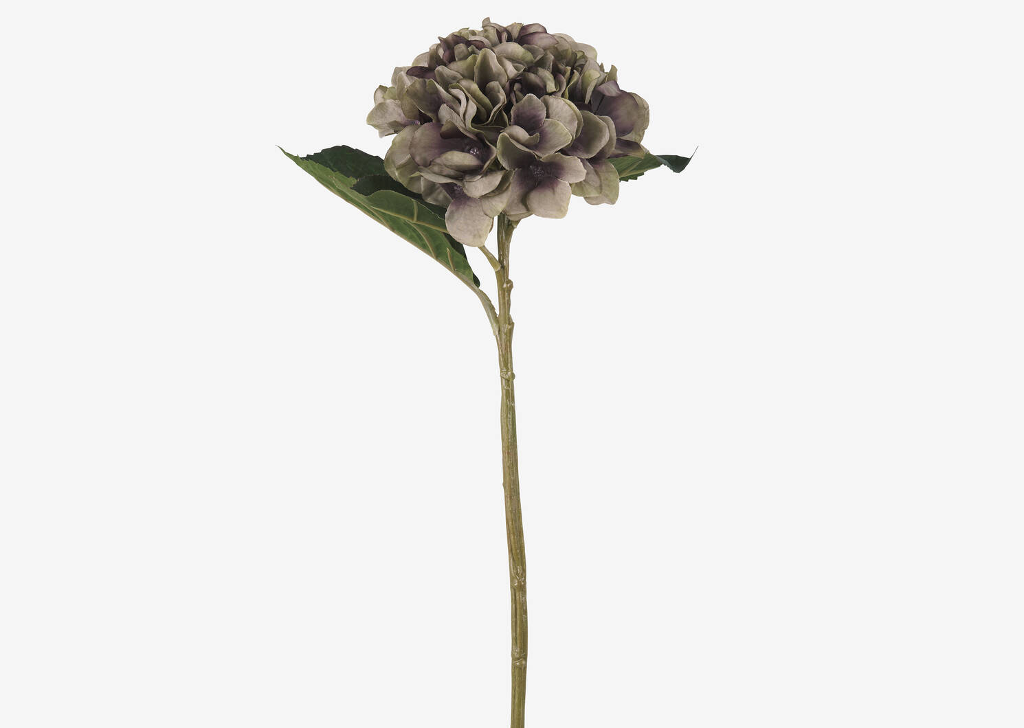 Luz Hydrangea Clover