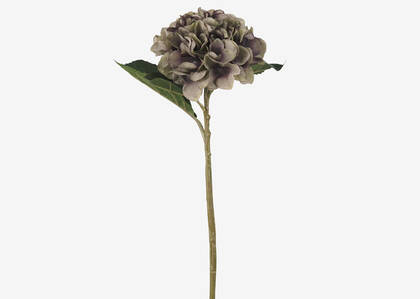 Luz Hydrangea Clover
