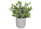 Jasmin en pot